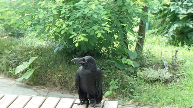 鳥から学ぶ親の愛 かーくん前編 茨城 シータヒーリング ヒーリングサロンsollies